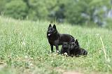 SCHIPPERKE 644